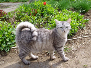 Картинка животные коты