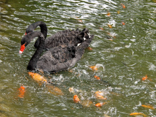 Картинка животные лебеди