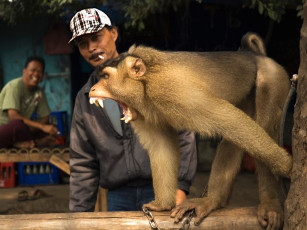 Картинка животные обезьяны