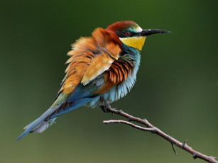 Картинка животные щурки пчелоеды