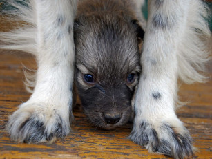 Картинка животные собаки