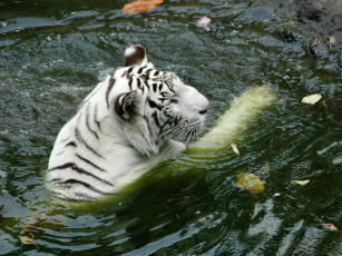 Картинка животные тигры