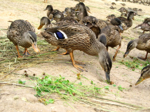 Картинка животные утки