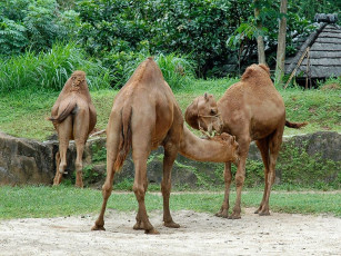 обоя животные, верблюды