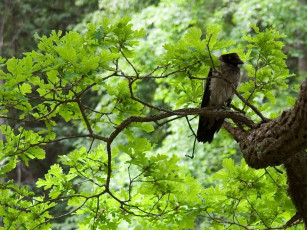 Картинка животные вороны грачи галки