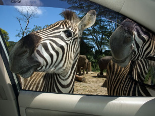 Картинка животные зебры