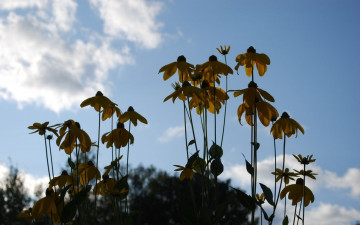 Картинка цветы рудбекия