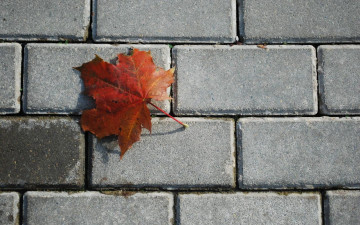 Картинка природа листья