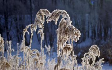 Картинка природа макро