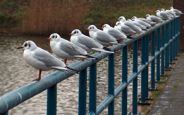 Картинка животные Чайки бакланы крачки