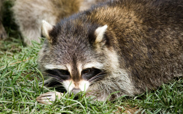 Картинка животные еноты