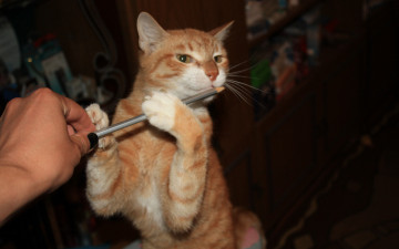 Картинка животные коты