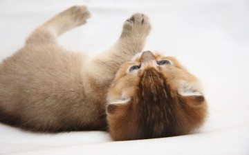 Картинка животные коты