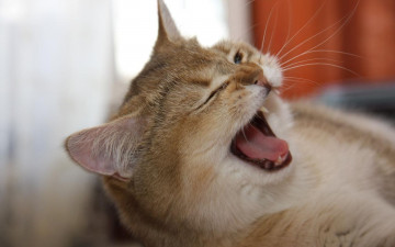 Картинка животные коты