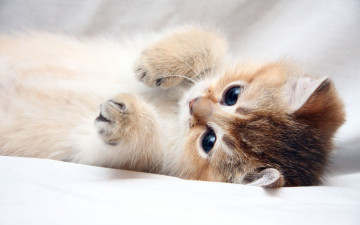 Картинка животные коты