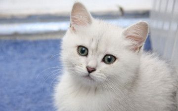 Картинка животные коты