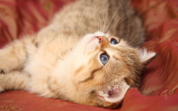 Картинка животные коты