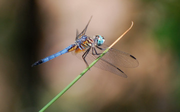 Картинка животные стрекозы