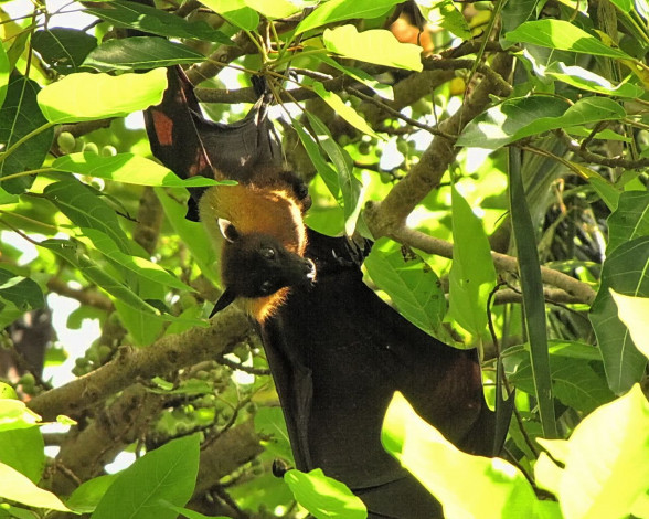 Обои картинки фото животные, летучие, мыши