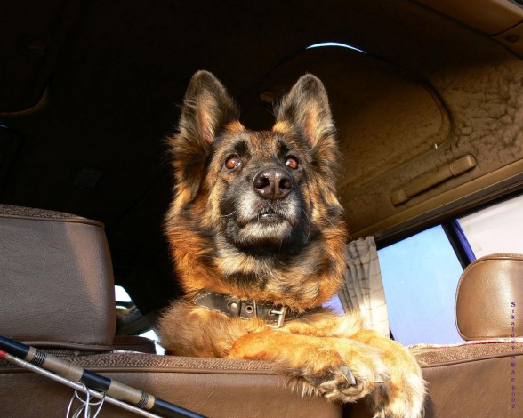 Обои картинки фото животные, собаки