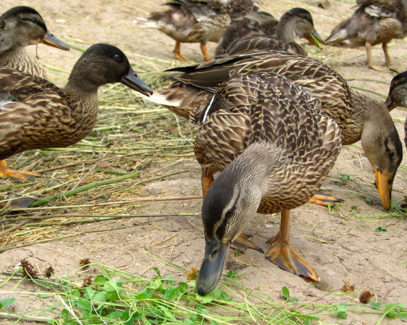 Обои картинки фото животные, утки