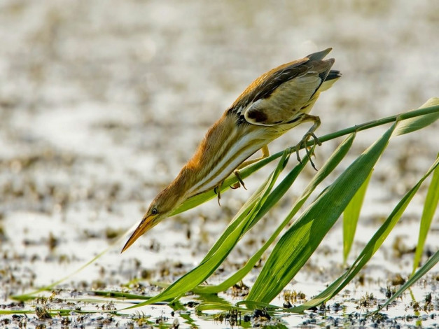 Обои картинки фото животные, цапли