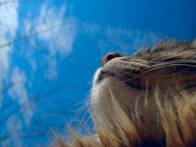 Обои картинки фото животные, коты