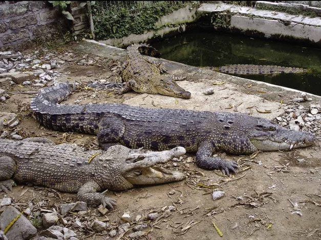 Обои картинки фото животные, крокодилы