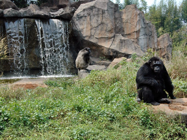 Обои картинки фото животные, обезьяны