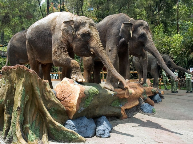 Обои картинки фото животные, слоны