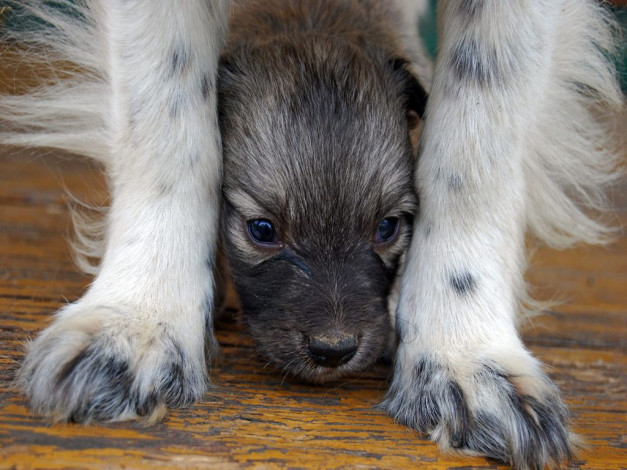 Обои картинки фото животные, собаки