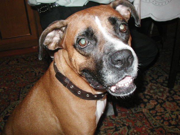 Обои картинки фото животные, собаки