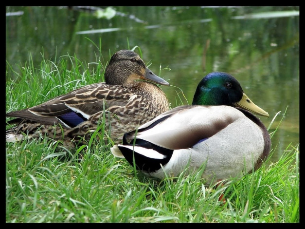 Обои картинки фото животные, утки