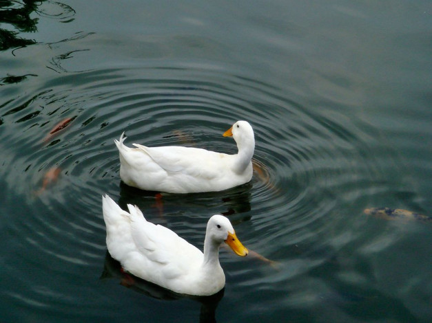 Обои картинки фото животные, утки