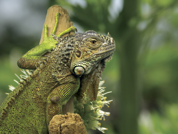 Обои картинки фото животные, Ящерицы, игуаны, вараны