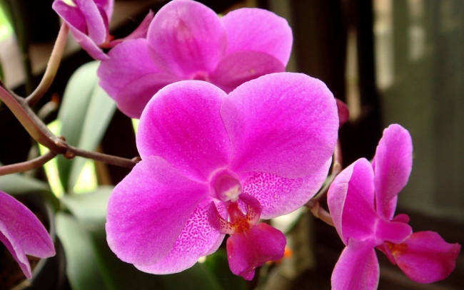 Обои картинки фото цветы, орхидеи