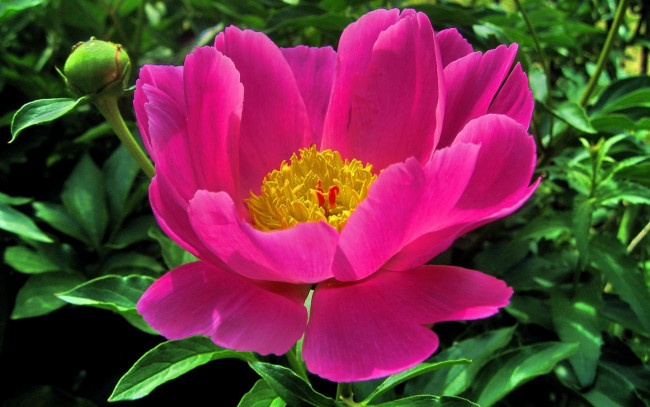 Обои картинки фото цветы, пионы