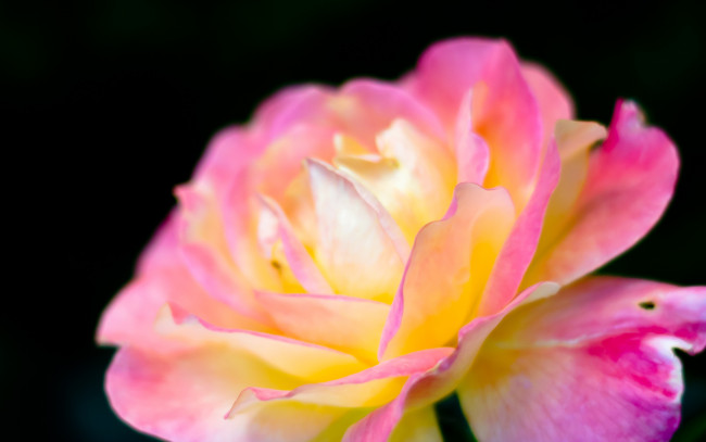 Обои картинки фото цветы, розы