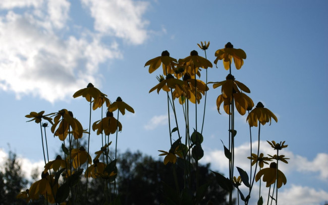 Обои картинки фото цветы, рудбекия