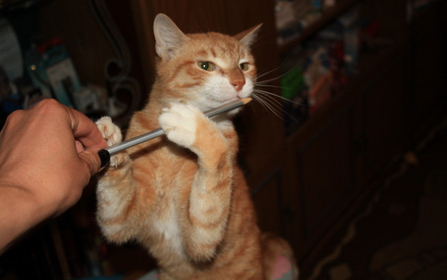 Обои картинки фото животные, коты