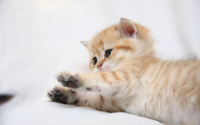 Обои картинки фото животные, коты