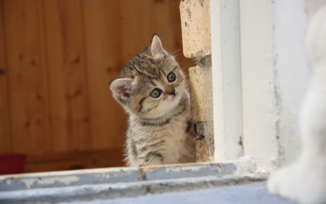 Обои картинки фото животные, коты