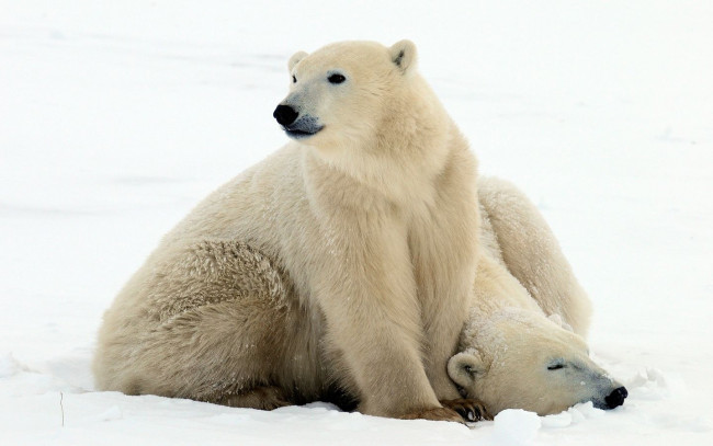 Обои картинки фото животные, медведи