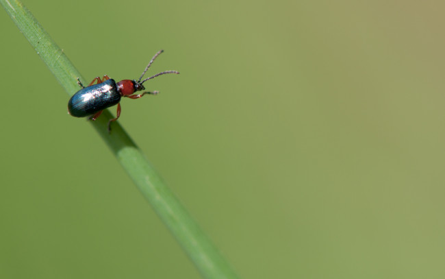 Обои картинки фото животные, насекомые