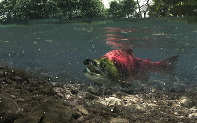 Обои картинки фото животные, рыбы