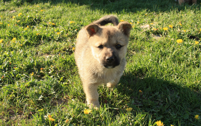 Обои картинки фото животные, собаки