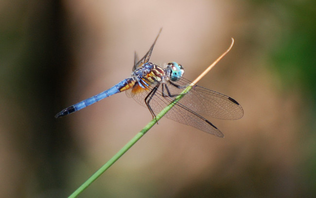 Обои картинки фото животные, стрекозы