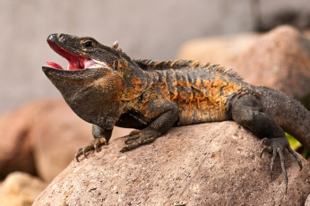 Картинка животные Ящерицы игуаны вараны коричневый камень пасть