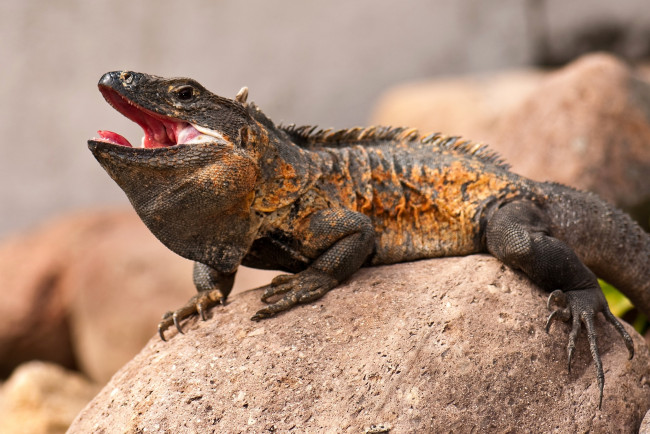 Обои картинки фото животные, Ящерицы, игуаны, вараны, коричневый, камень, пасть