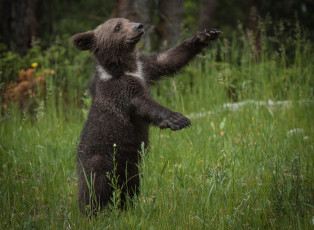 Картинка животные медведи малыш мишка забавный стойка